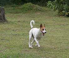 Africanis Zulu dog
