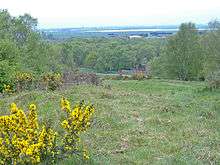 View over uneven country from high ground. In the nearground is some Gorse, inevitably in flower. Down the slope in the midground are the crowns of many trees, in shades of light green. Hazily seen in the far distance the plain between Scunthorpe and Doncaster appears dark blue.