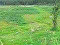 Greenery fields of Kumrat.jpg