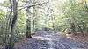 Path in Oxleas Wood