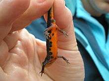 A newt held up by its tail, exposing the orange underside