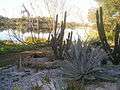 USF Botanical Garden6.JPG