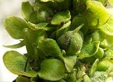 A close-up of the green capsules of V. thapsus, surrounded by the sepals